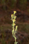 Downy ragged goldenrod